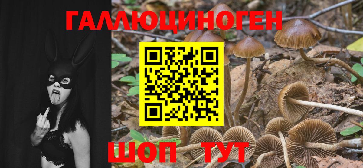 Псилоцибиновые грибы мицелий Заводоуковск